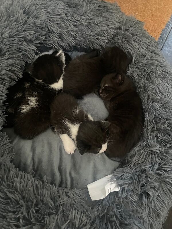 British Shorthair kittens for sale in Great Barr, West Midlands – 3 weeks old