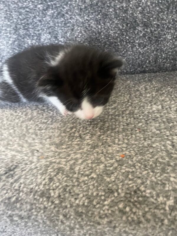 British Shorthair kittens for sale in Great Barr, West Midlands – 3 weeks old - Image 2 of 3