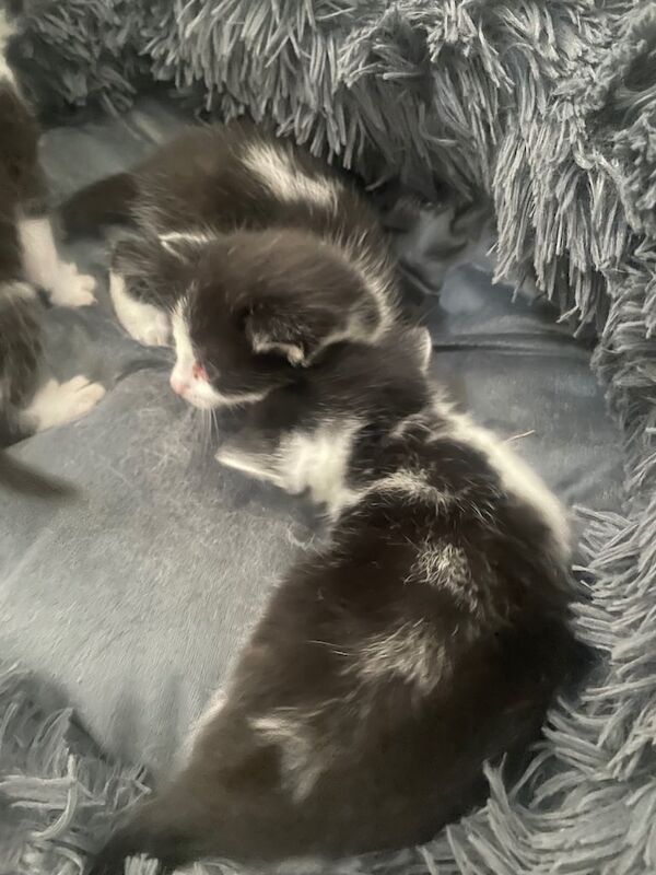 British Shorthair kittens for sale in Great Barr, West Midlands – 3 weeks old - Image 3 of 3