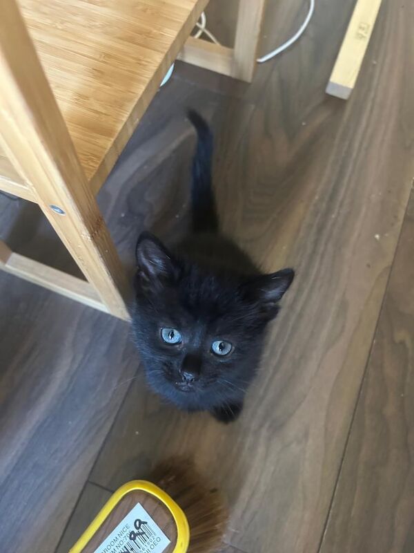Kittens for sale girl and boy for sale in Tooting, Greater London