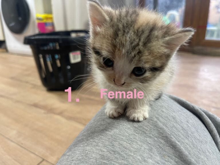 British Shorthair kittens for sale in Redbridge, Greater London – 8 weeks old