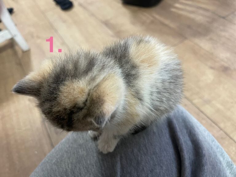 British Shorthair kittens for sale in Redbridge, Greater London – 6 weeks old - Image 2 of 5