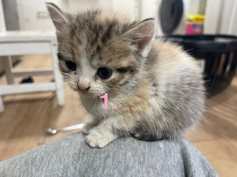 British Shorthair kittens for sale in Redbridge, Greater London – 6 weeks old - Image 3 of 5