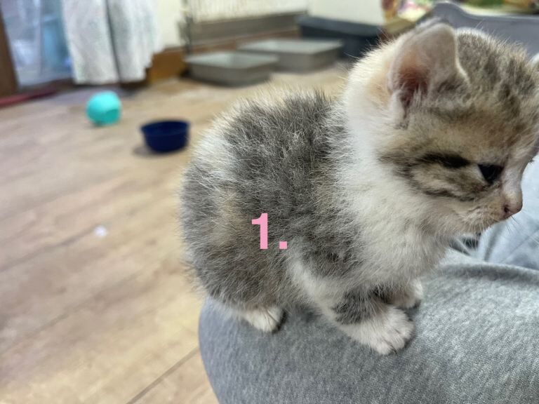 British Shorthair kittens for sale in Redbridge, Greater London – 6 weeks old - Image 4 of 5