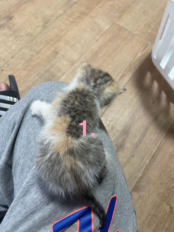 British Shorthair kittens for sale in Redbridge, Greater London – 6 weeks old - Image 5 of 5