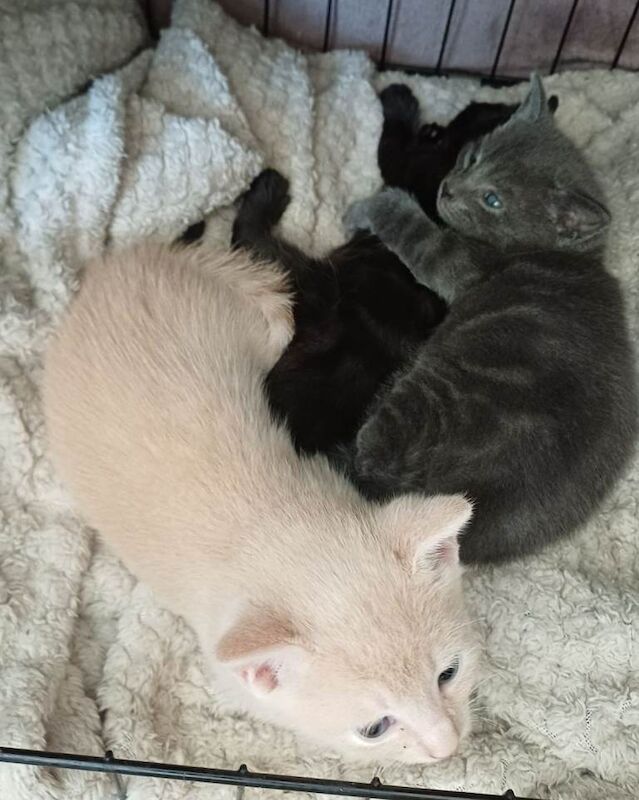 Kittens for sale ready end of may