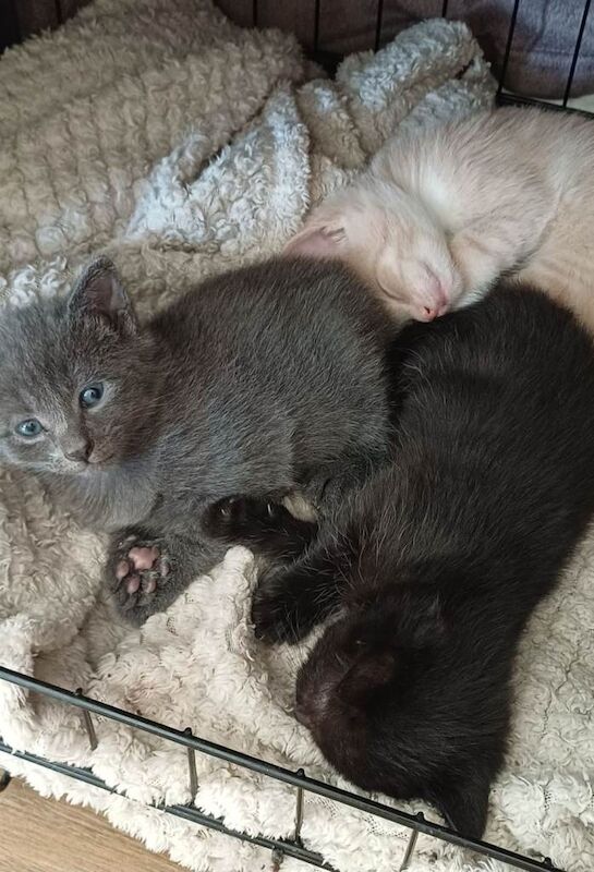 Kittens for sale ready end of may - Image 2 of 2