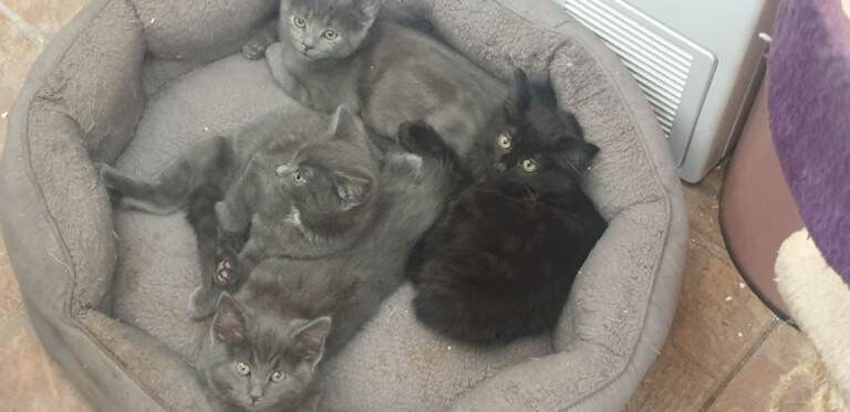British Shorthair Kittens For Sale