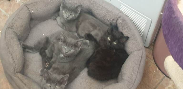 Kittens for sale Ready Now - Image 2 of 6