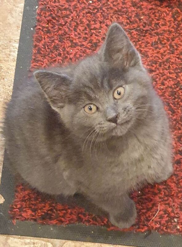 Kittens for sale Ready Now - Image 3 of 6