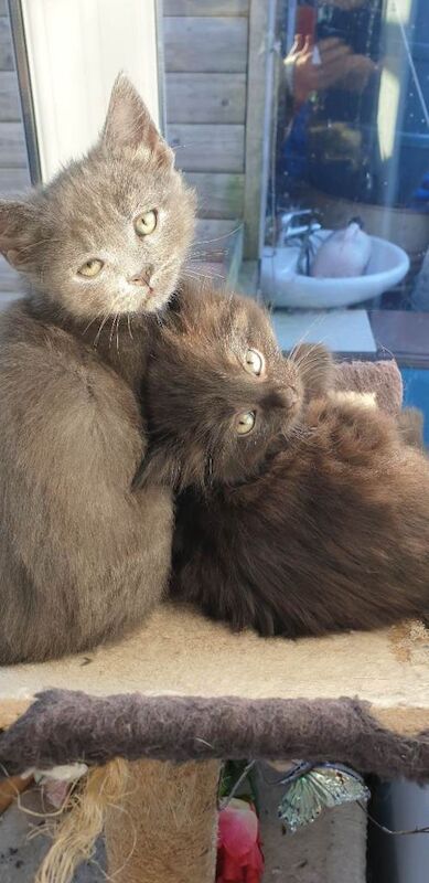 Kittens for sale Ready Now - Image 4 of 6