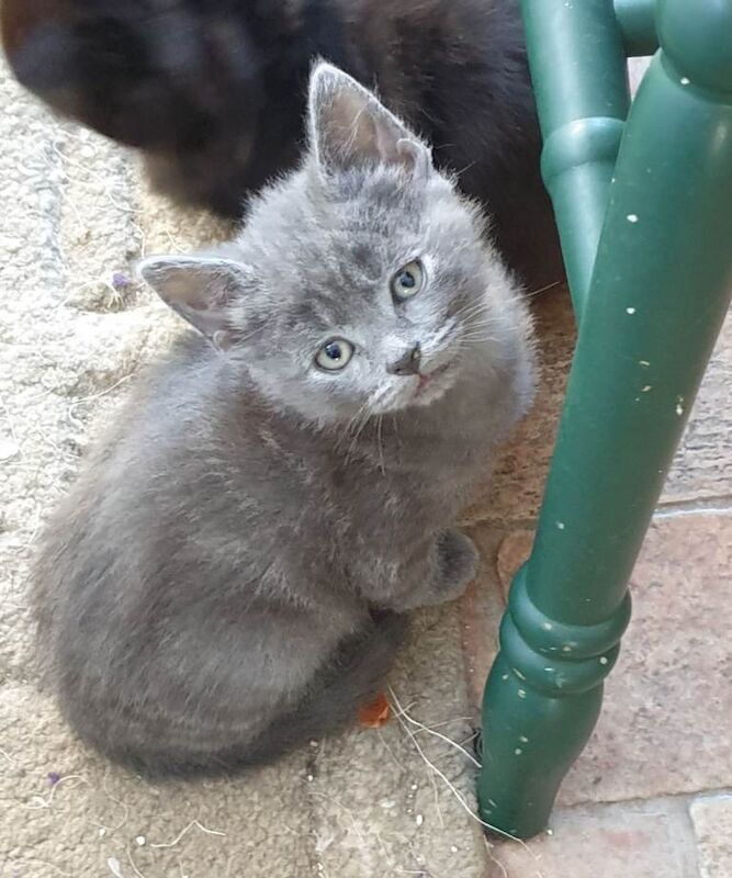Kittens for sale Ready Now - Image 5 of 6