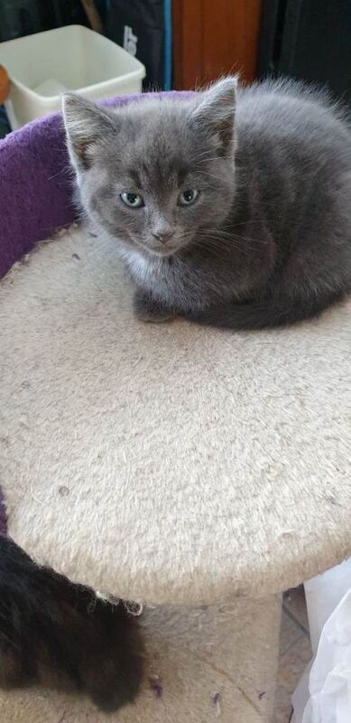 Kittens for sale Ready Now - Image 6 of 6