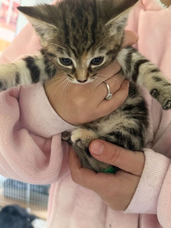 Kittens for sale ready now