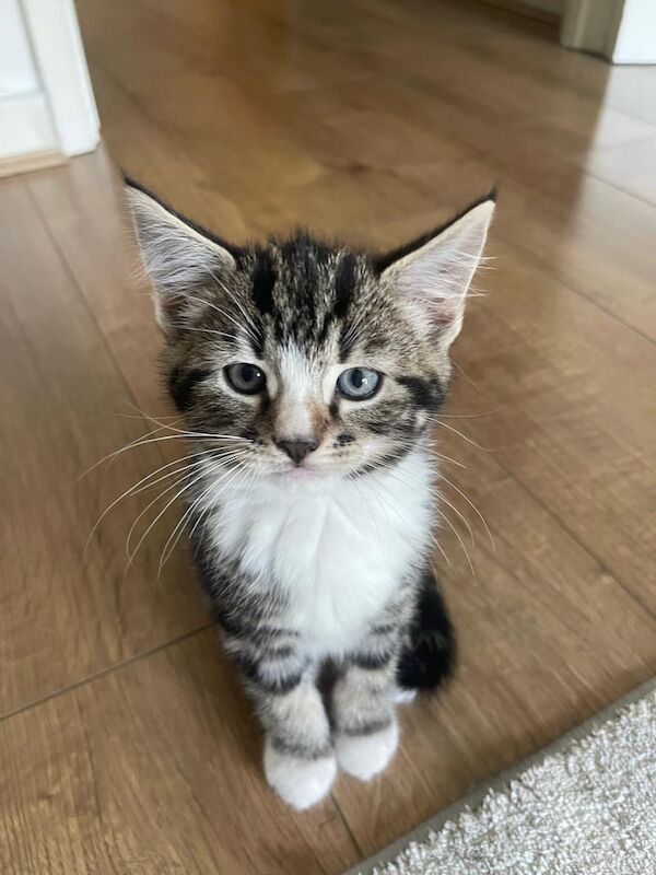 Kittens for sale tabby kittens for sale in London