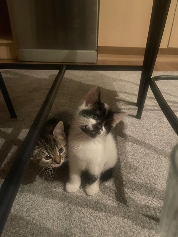 British Shorthair kittens for sale in London – 8 months old - Image 2 of 3