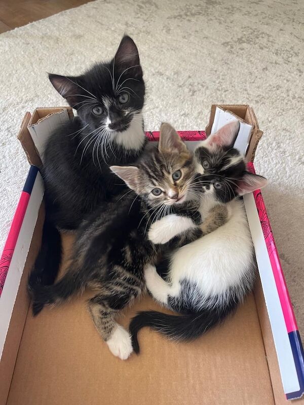 British Shorthair kittens for sale in London – 8 months old - Image 3 of 3