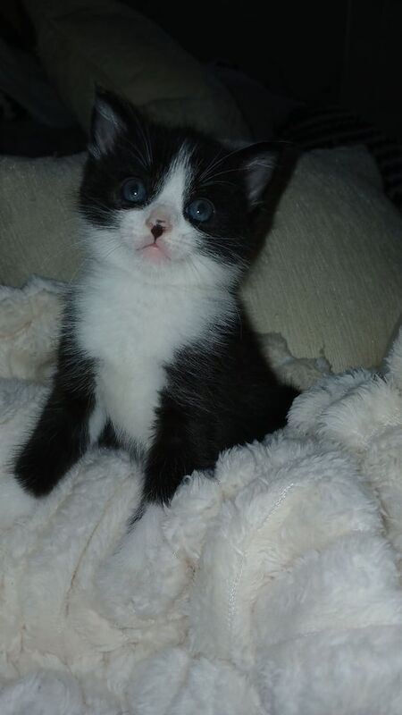 British Shorthair kittens for sale in Ash, Kent – 3 weeks old
