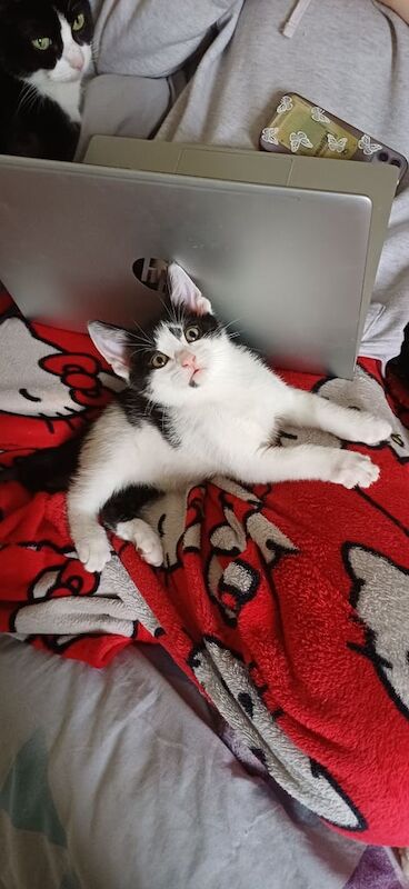 British Shorthair kittens for sale in Stoke-on-Trent, Staffordshire – 10 weeks old