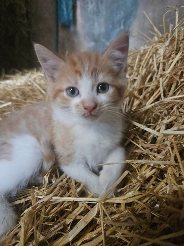 British Shorthair kittens for sale in Ballymena, County Antrim – 8 weeks old