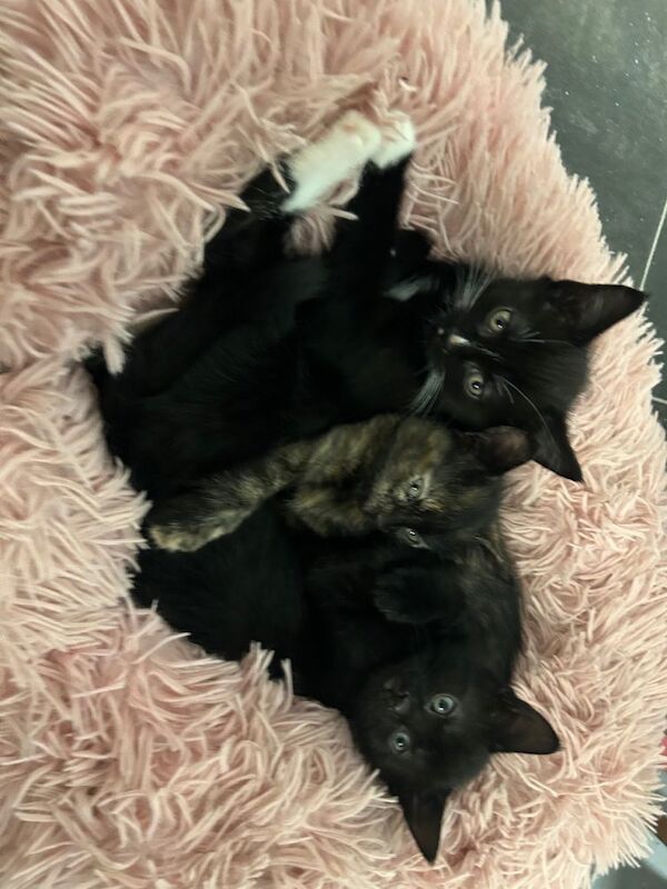 British Shorthair kittens for sale in Ellon, Aberdeenshire – 9 weeks old