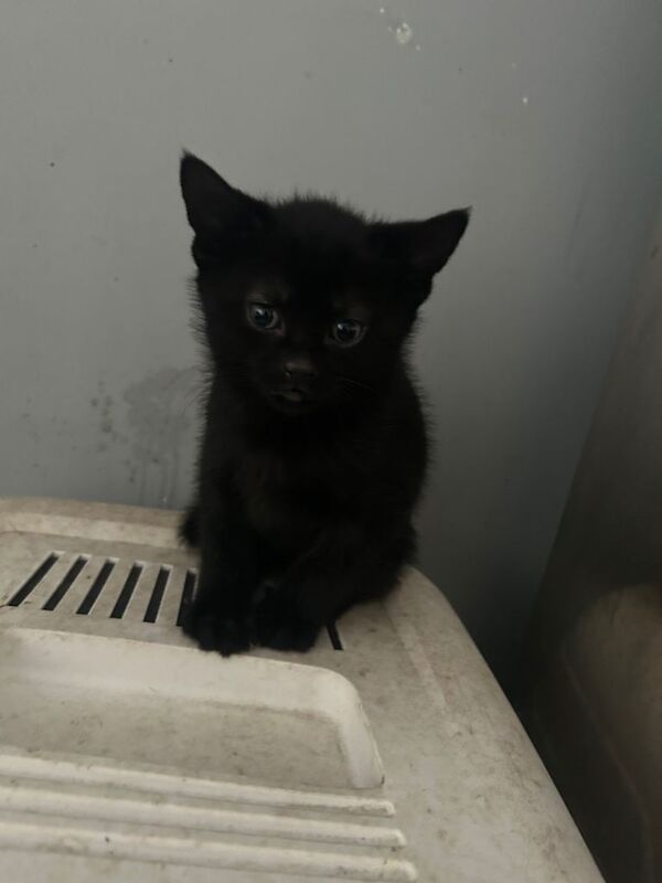 Kittens GONE PENDING COLLECTION - Image 2 of 4