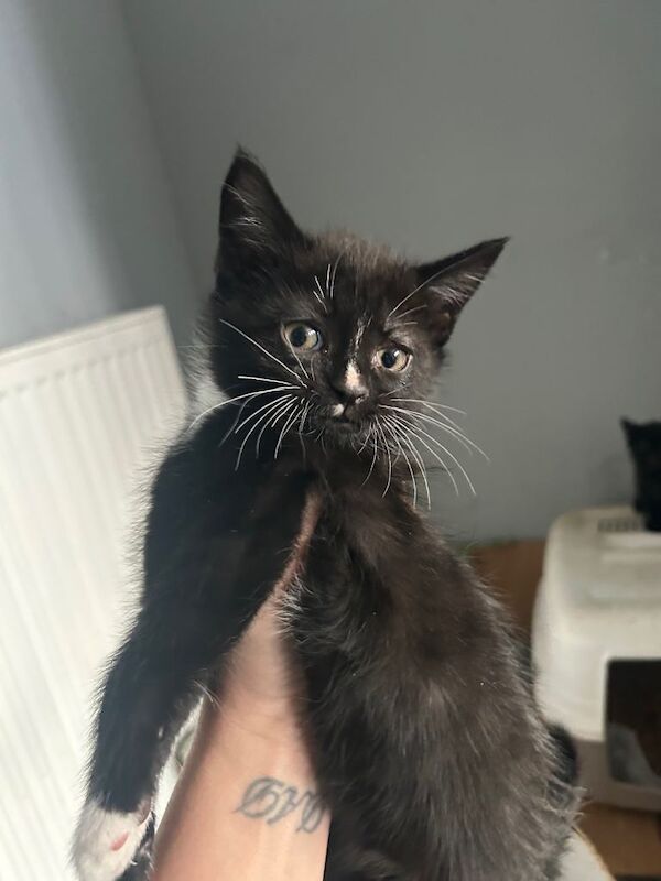 Kittens GONE PENDING COLLECTION - Image 3 of 4