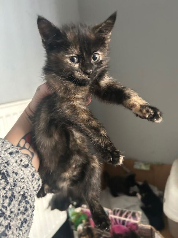 Kittens GONE PENDING COLLECTION - Image 4 of 4