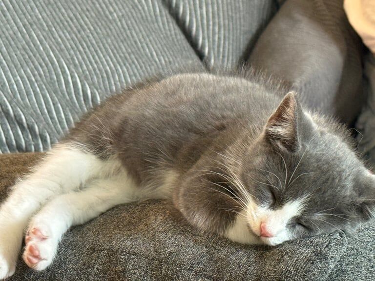 British Shorthair kittens for sale in Eccles, Greater Manchester – 3 months old