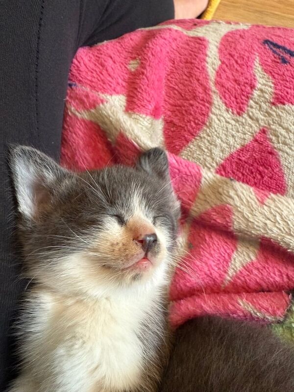British Shorthair kittens for sale in Eccles, Greater Manchester – 3 months old - Image 2 of 3