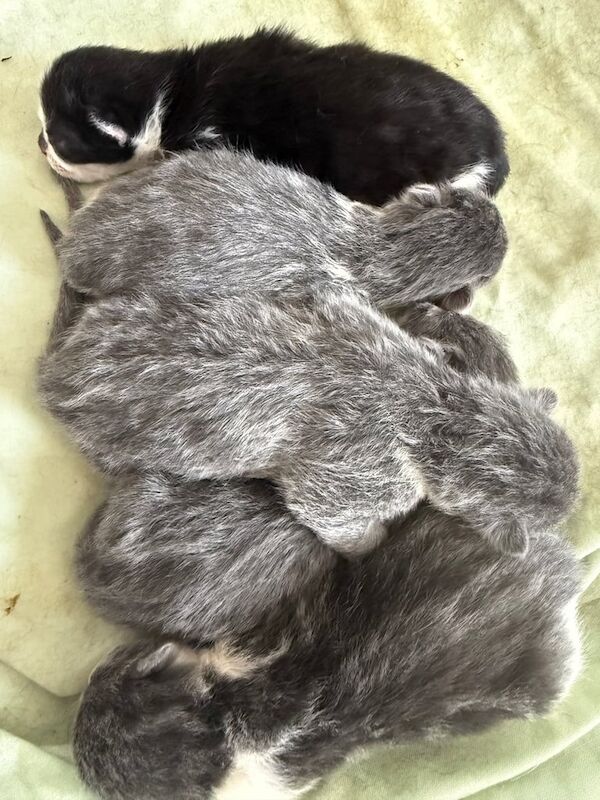 British Shorthair kittens for sale in Eccles, Greater Manchester – 3 months old - Image 3 of 3