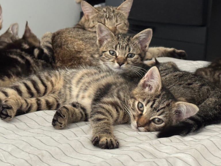 British Shorthair kittens for sale in Sandwell, West Midlands – 10 weeks old