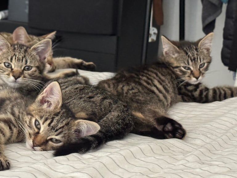 British Shorthair kittens for sale in Sandwell, West Midlands – 10 weeks old - Image 2 of 3