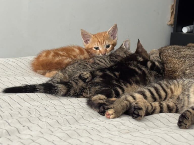 British Shorthair kittens for sale in Sandwell, West Midlands – 10 weeks old - Image 3 of 3