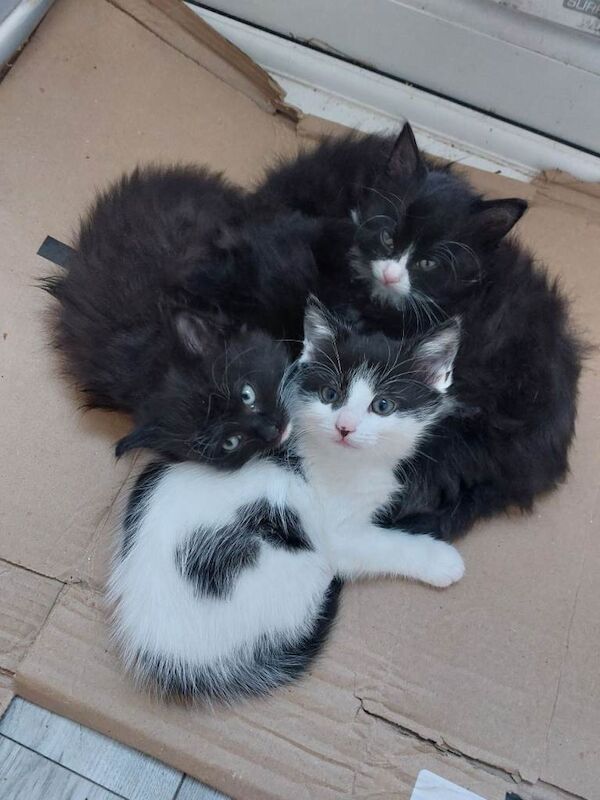 British Shorthair kittens for sale in Hullbridge, Essex – 9 weeks old