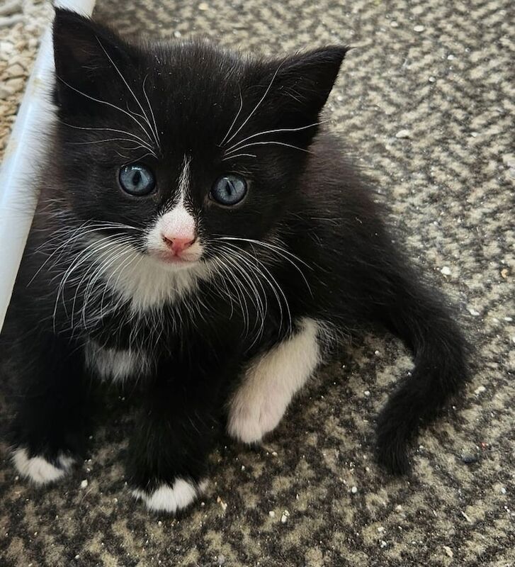 Kittens looking for a home Domestic shorthair for sale in Walton, Merseyside