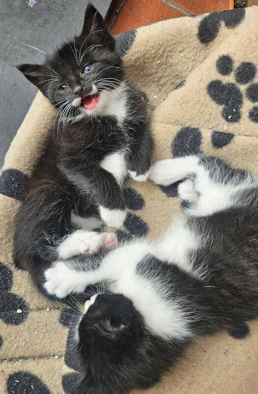 Kittens looking for a home Domestic shorthair for sale in Walton, Merseyside | Image 2