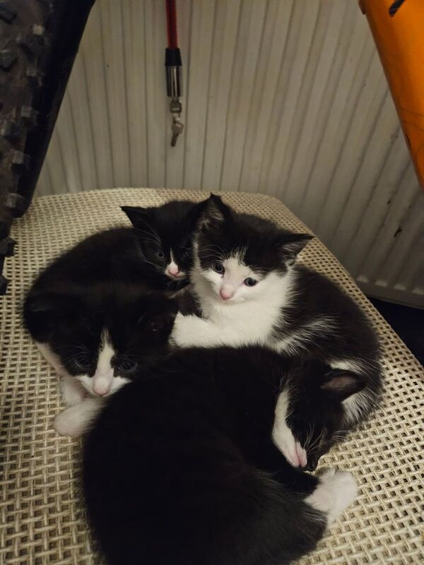 Kittens looking for a home Domestic shorthair for sale in Walton, Merseyside | Image 3