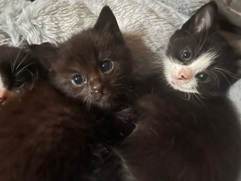British Shorthair kittens for sale in Grangemouth, Falkirk – 11 weeks old