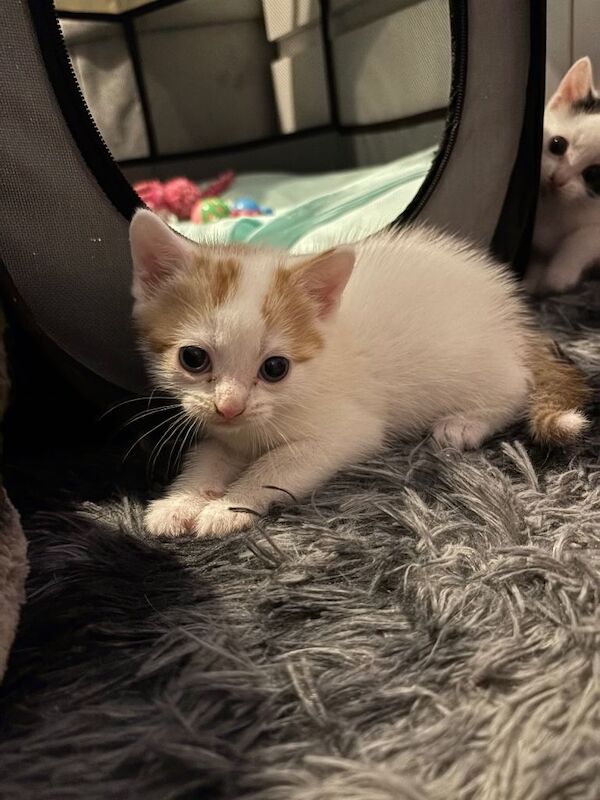 British Shorthair Kittens For Sale