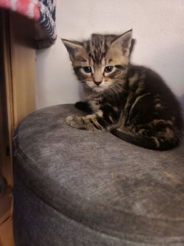 British Shorthair kittens for sale in Ealing, Greater London – 4 weeks old