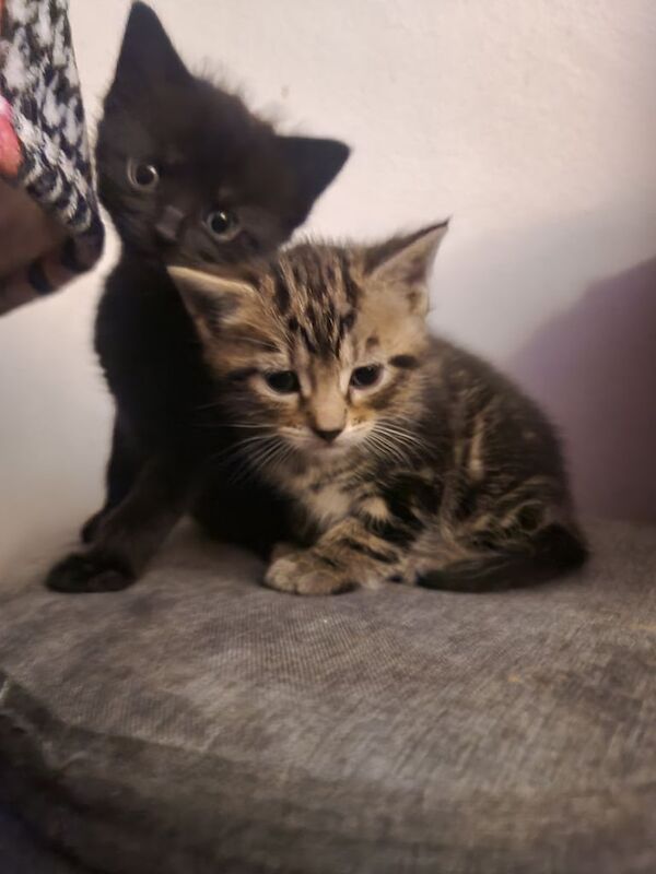 British Shorthair kittens for sale in Ealing, Greater London – 4 weeks old - Image 2 of 5