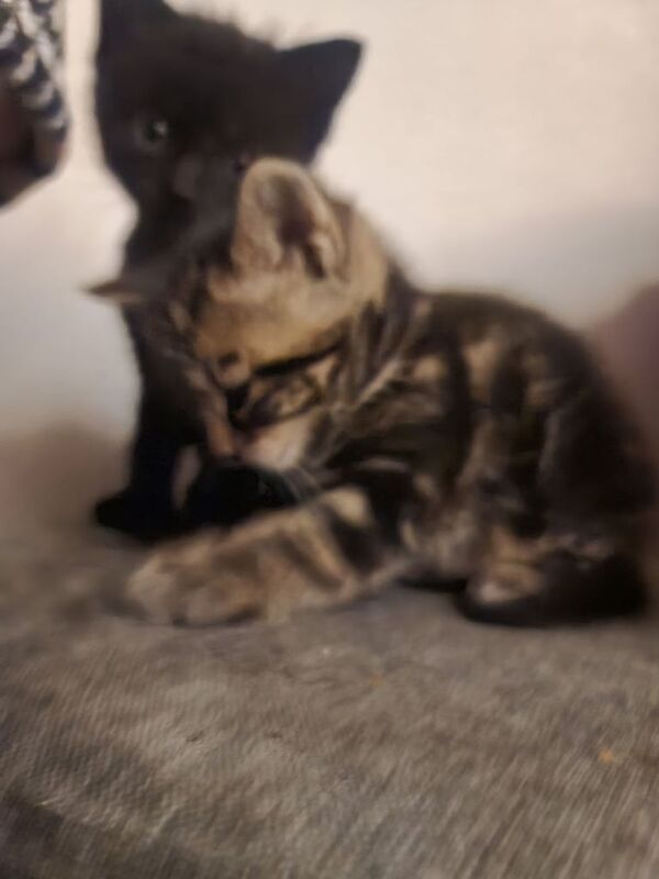 British Shorthair kittens for sale in Ealing, Greater London – 4 weeks old - Image 3 of 5