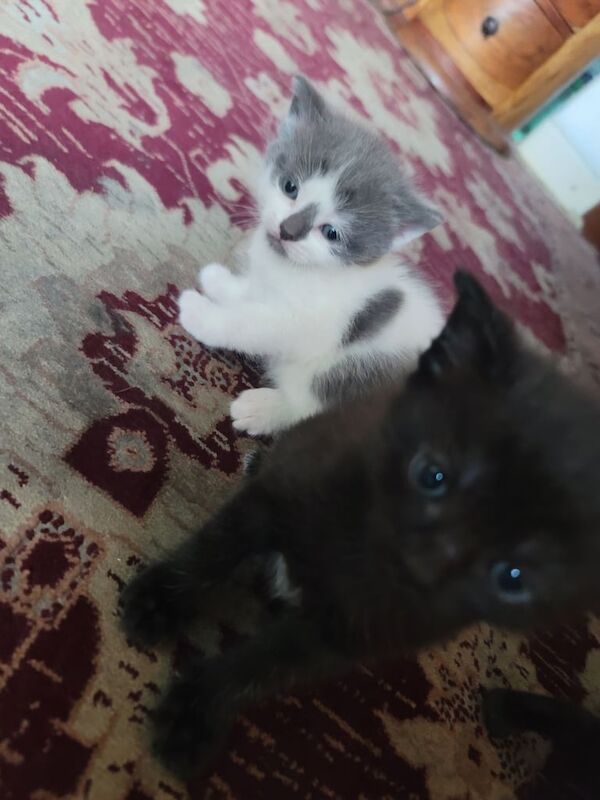 British Shorthair kittens for sale in Ealing, Greater London – 4 weeks old - Image 4 of 5