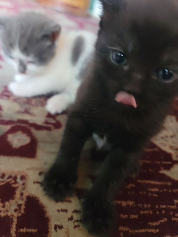 British Shorthair kittens for sale in Ealing, Greater London – 4 weeks old - Image 5 of 5