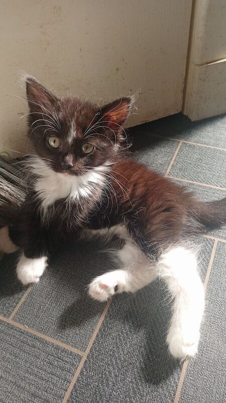 Kitten's looking for their forever home for sale in North Motherwell, Lanarkshire
