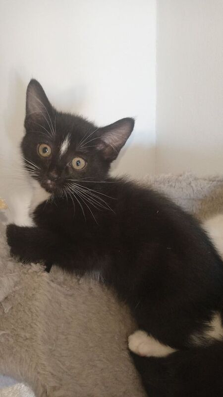 Kitten's looking for their forever home for sale in North Motherwell, Lanarkshire | Image 2