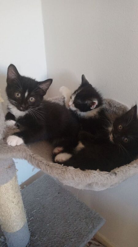 Kitten's looking for their forever home for sale in North Motherwell, Lanarkshire | Image 3