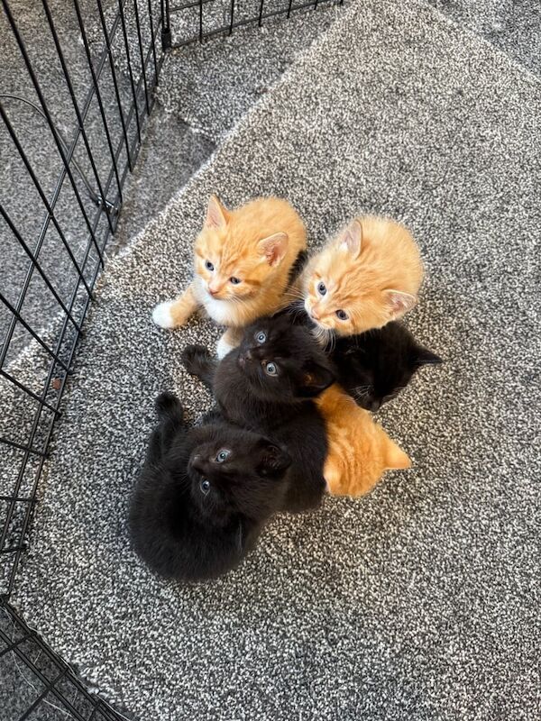 British Shorthair kittens for sale in Newport-on-Tay, Fife – 4 weeks old