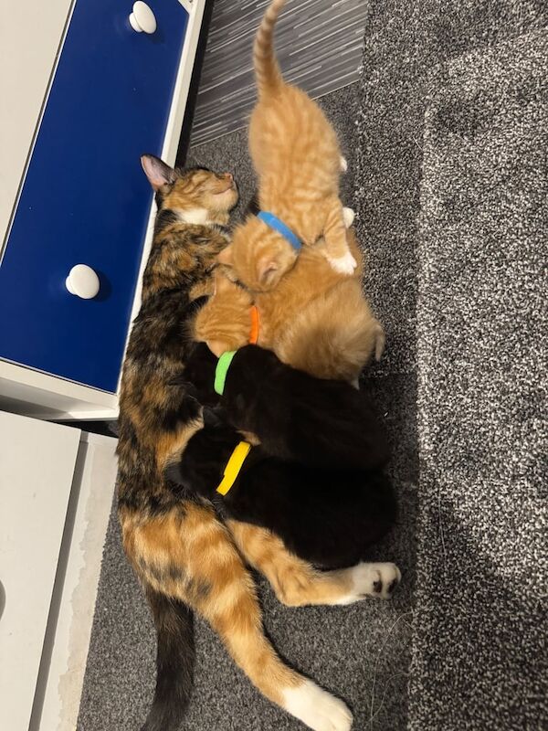 British Shorthair kittens for sale in Newport-on-Tay, Fife – 4 weeks old - Image 2 of 3